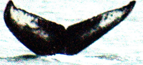 Fluke of Lark