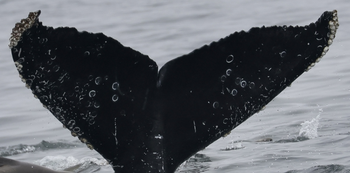 Fluke of Kink (California)