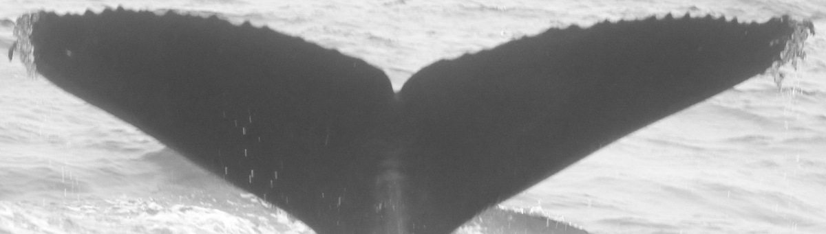 Fluke of CRC-12163