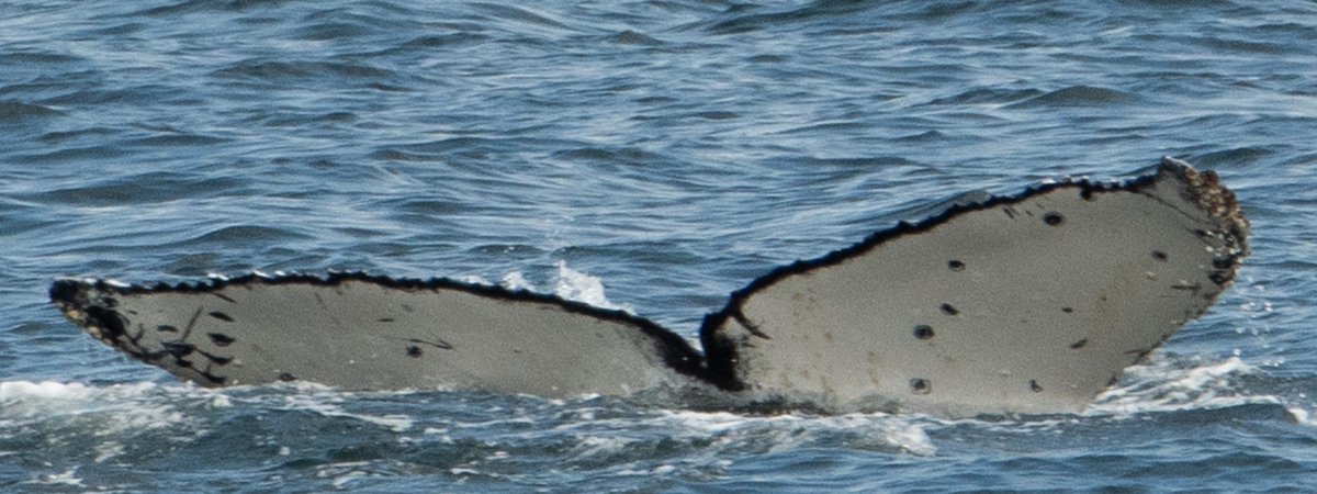 Fluke of CRC-19978