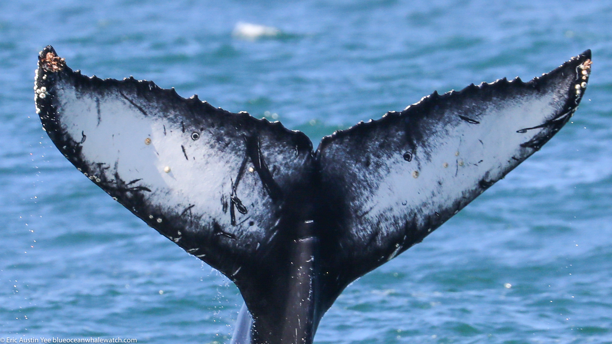 Fluke of Finlay  (2020-2021 calf of CRC-18446)