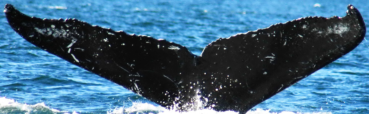 Fluke of Cedar