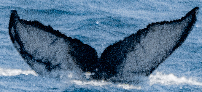 Fluke of 2020-2021 calf of Madonna (California)