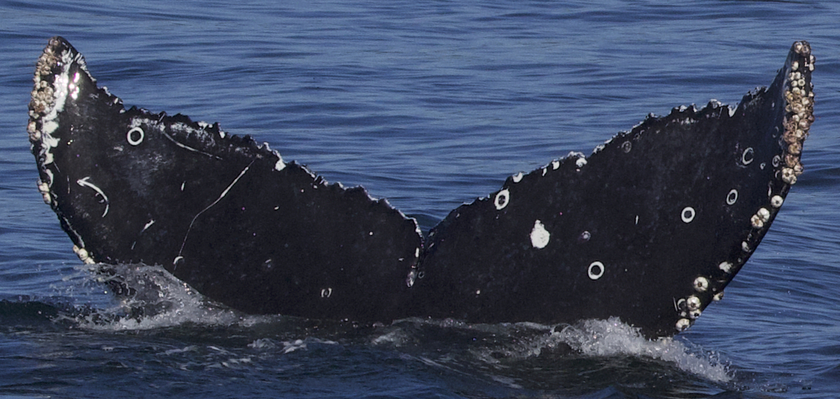 Fluke of CRC-19976