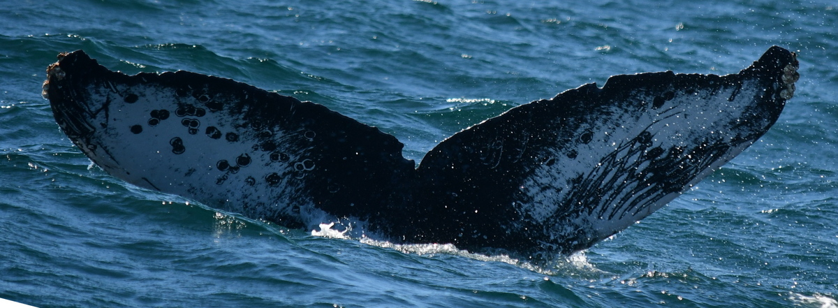Fluke of HW-MN0522444