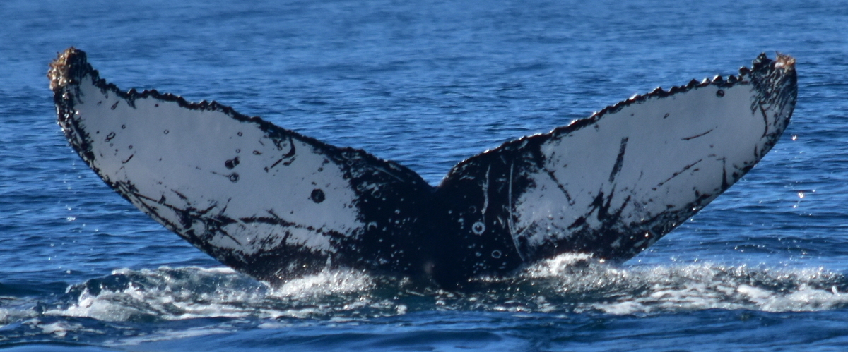 Fluke of HW-MN0522445