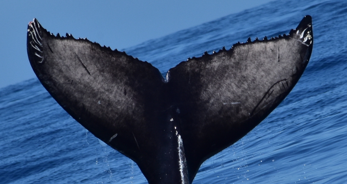 Fluke of 2020-2021 calf of CRC-11250