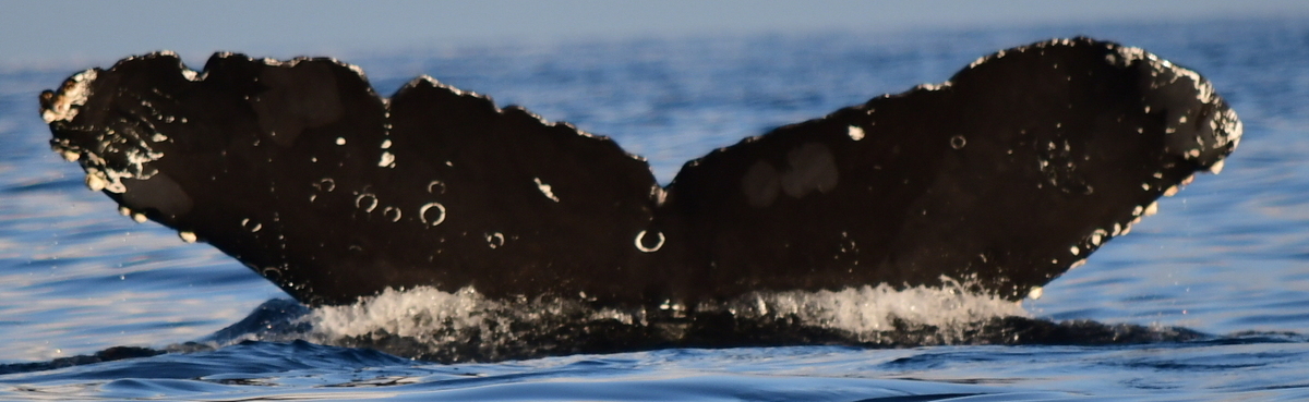 Fluke of HW-MN0522472
