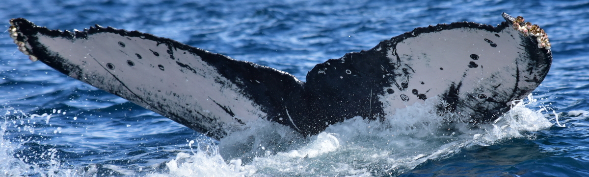 Fluke of CRC-21086
