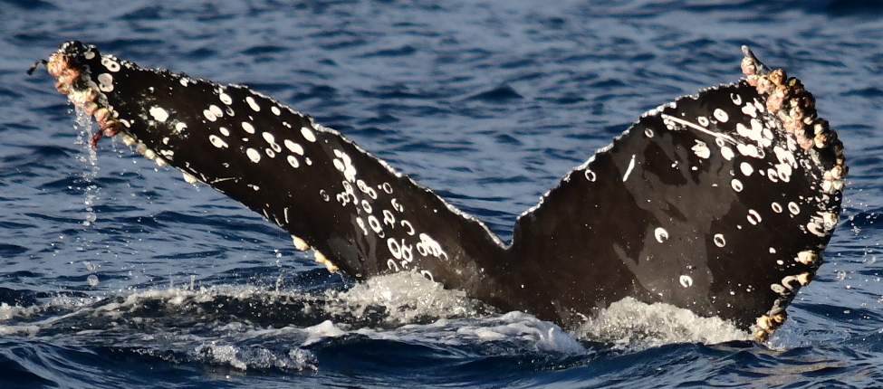 Fluke of HW-MN0522482