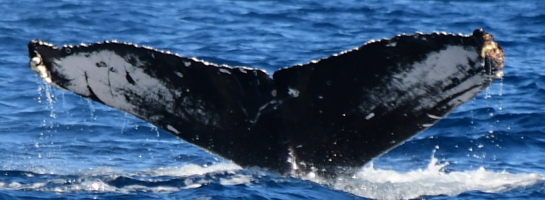 Fluke of HW-MN0522490