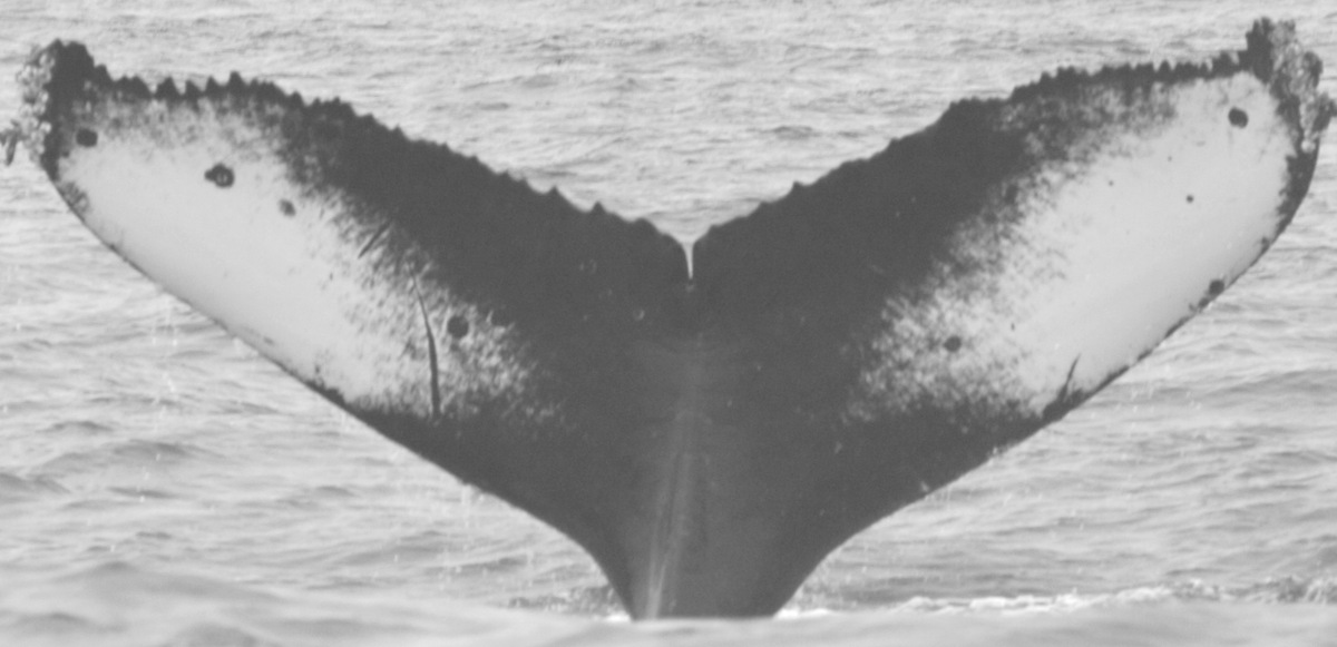 Fluke of CRC-12204