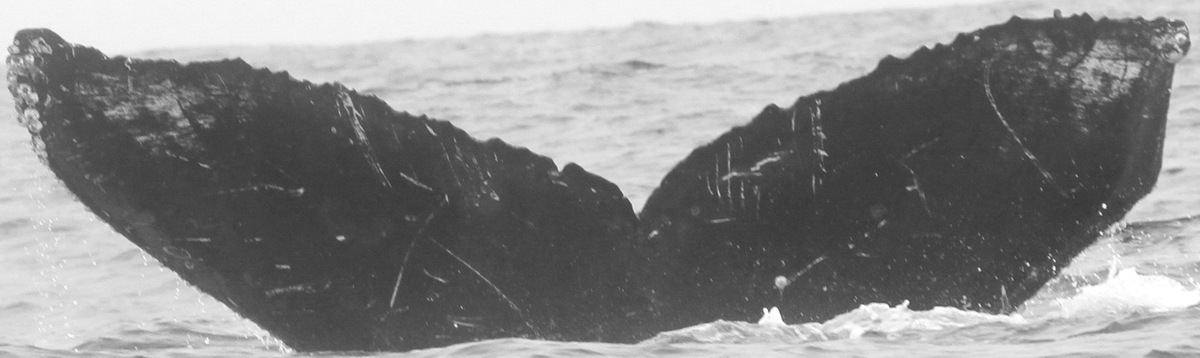 Fluke of CRC-11729