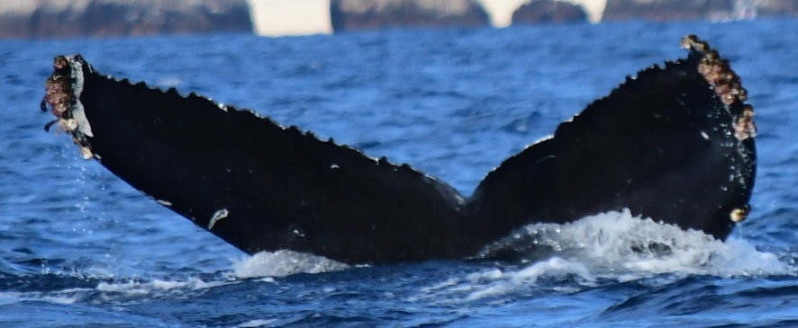 Fluke of CRC-20561