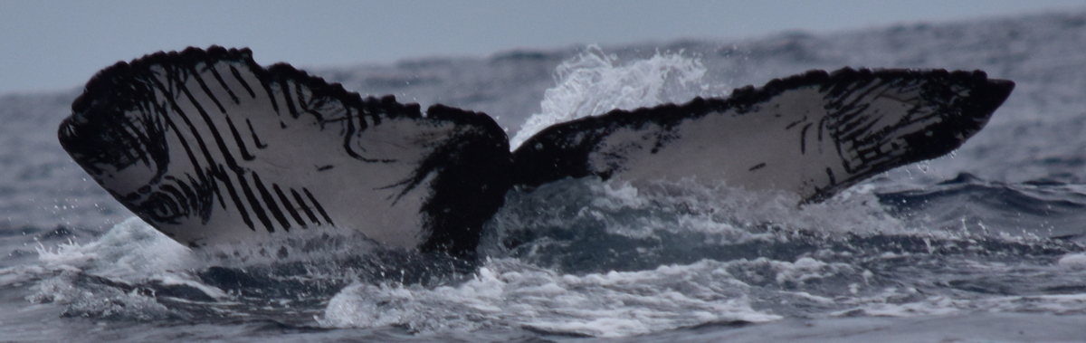 Fluke of HW-MN0522504