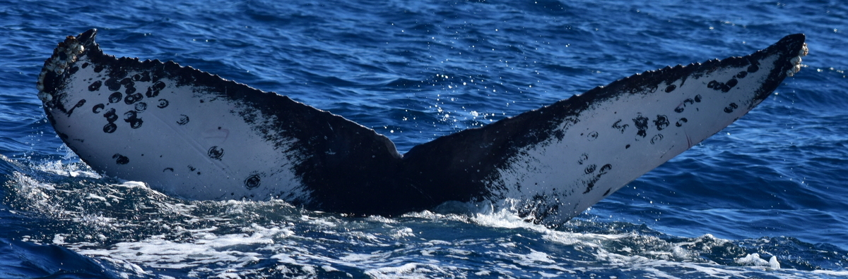 Fluke of HW-MN0522506