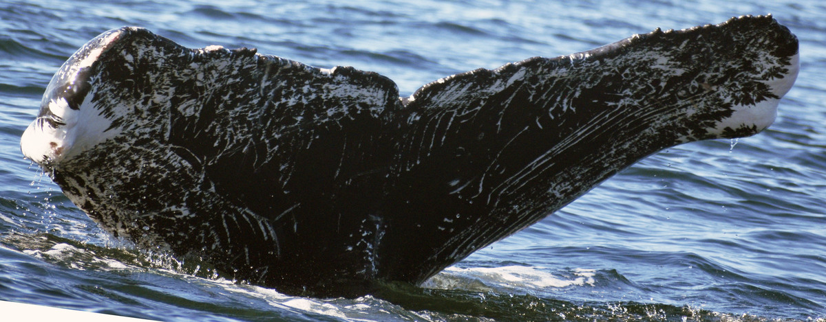 Fluke of CRC-19974