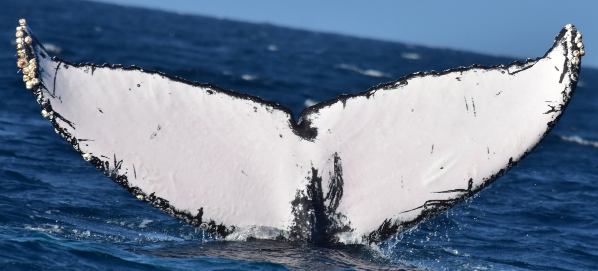 Fluke of HW-MN0522513