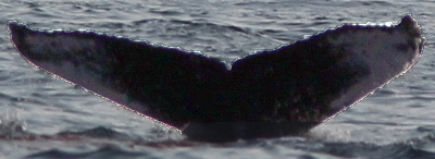 Fluke of FIBB-3BB471