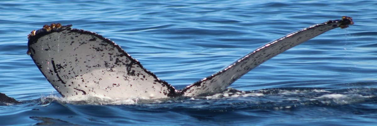 Fluke of HW-MN0522578