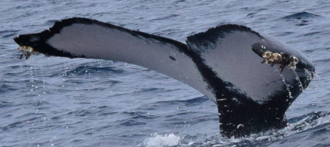 Fluke of HW-MN0522599