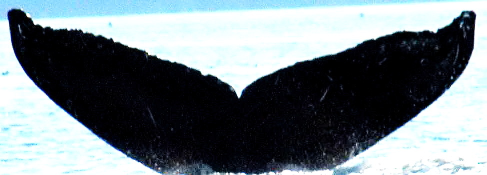 Fluke of Jet