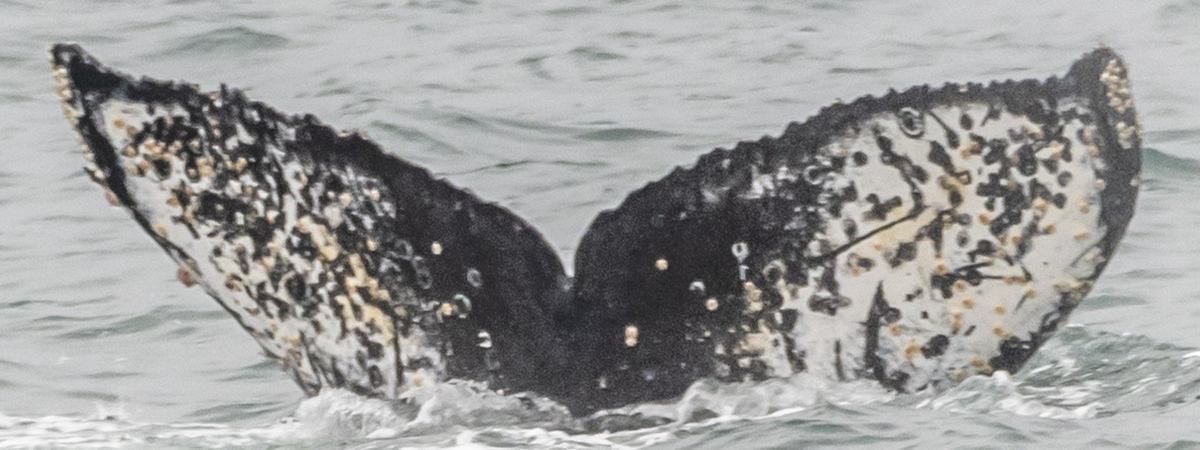 Fluke of CRC-20563