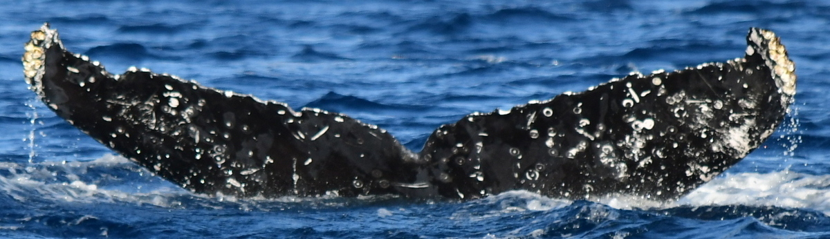 Fluke of CRC-21338