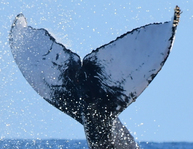 Fluke of HW-MN0522624