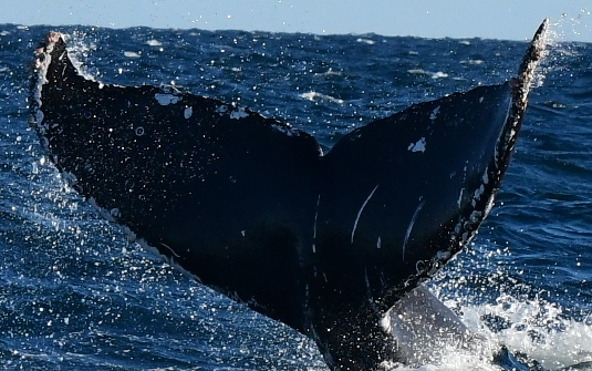Fluke of CRC-21083