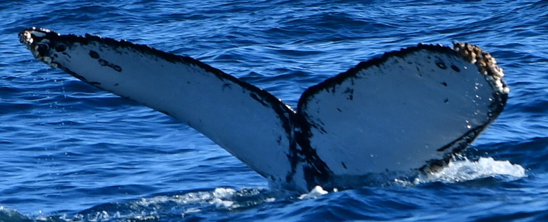 Fluke of CRC-20565