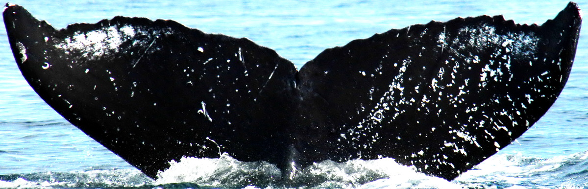 Fluke of Chaos (Kodiak)