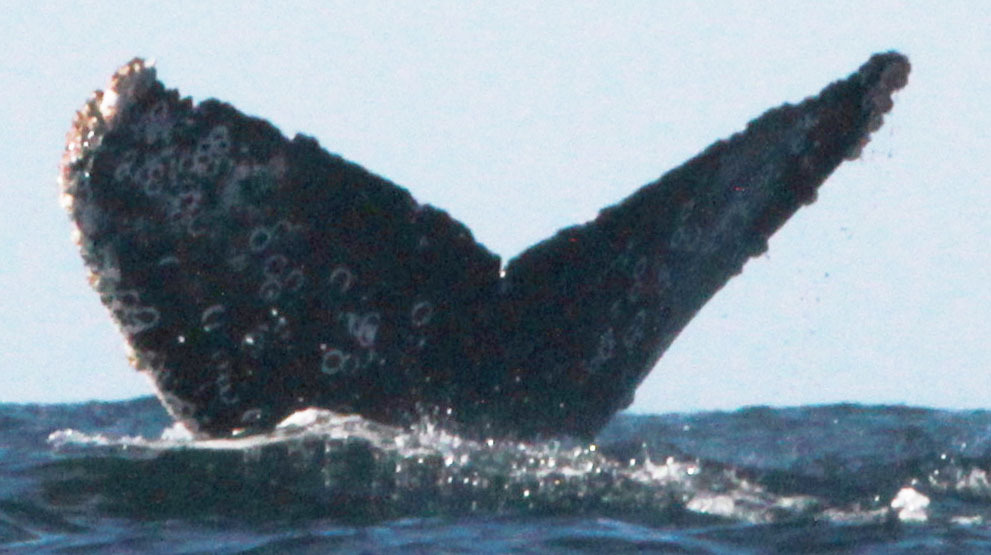 Fluke of CRC-20836