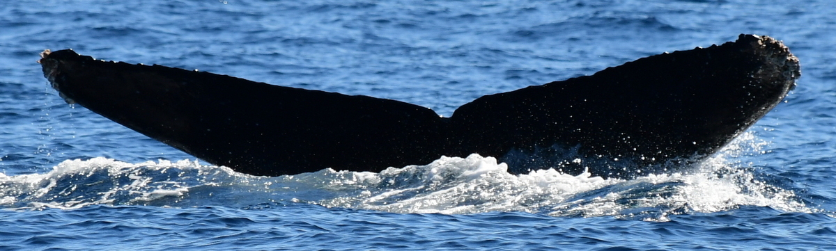 Fluke of HW-MN0522657