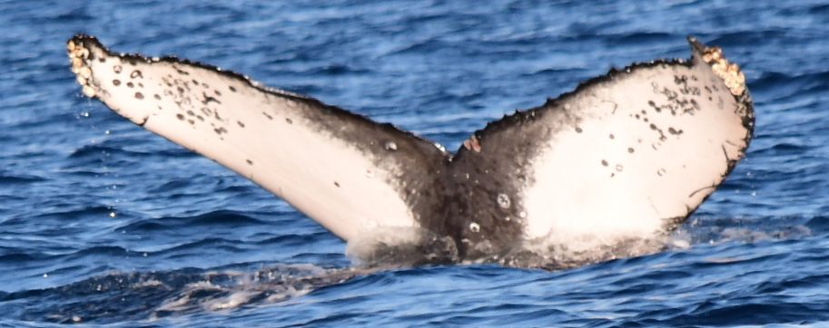Fluke of HW-MN0522658