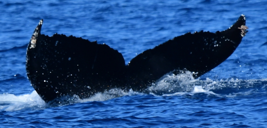 Fluke of CRC-21344