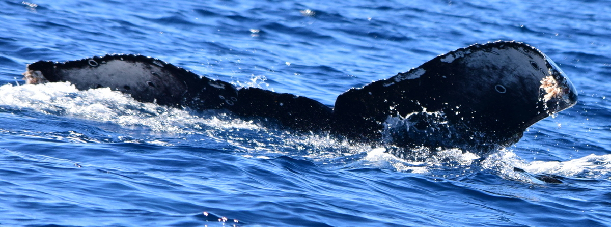 Fluke of HW-MN0522662