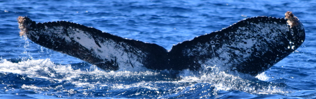 Fluke of HW-MN0522663