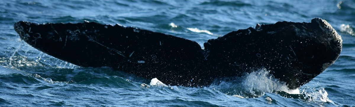 Fluke of CRC-19973