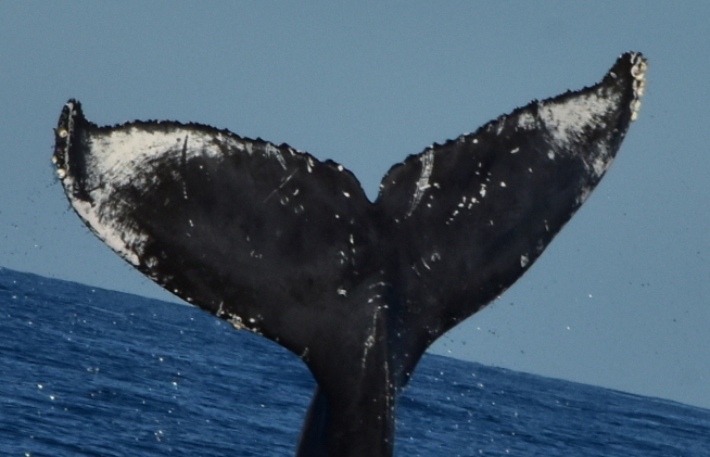 Fluke of HW-MN0522683