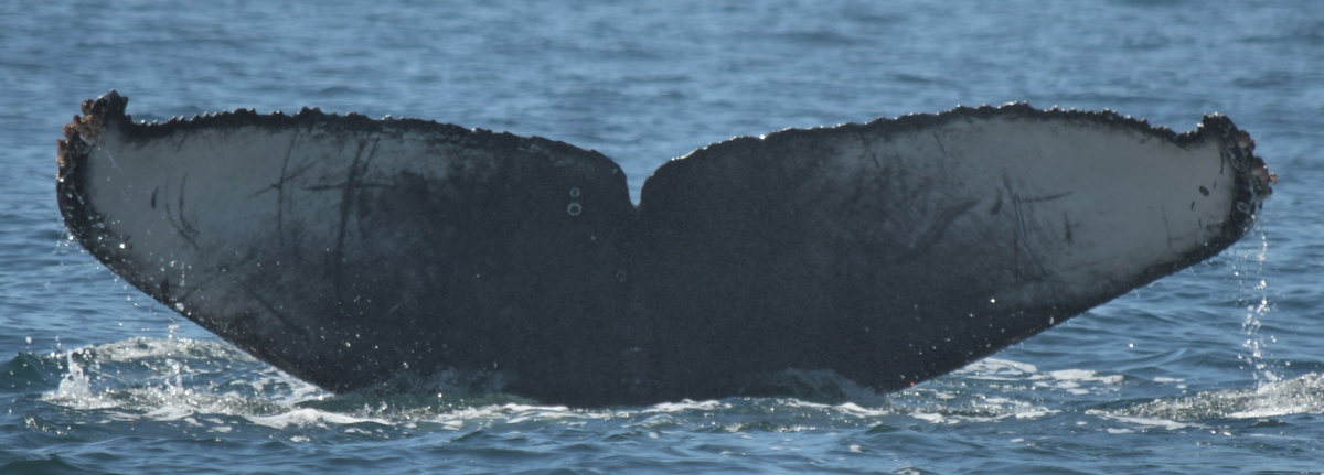 Fluke of CRC-20569
