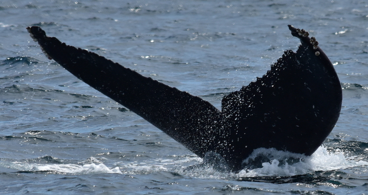 Fluke of HW-MN0522698