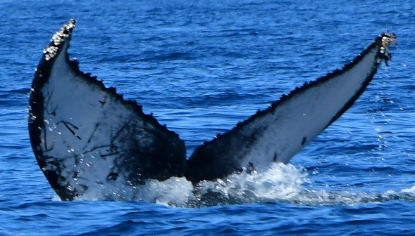 Fluke of CRC-20570