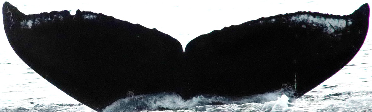 Fluke of Left Gap