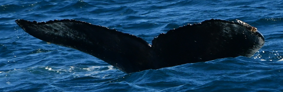 Fluke of HW-MN0522713