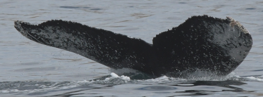Fluke of HW-MN0522721