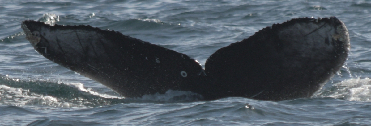 Fluke of HW-MN0522722