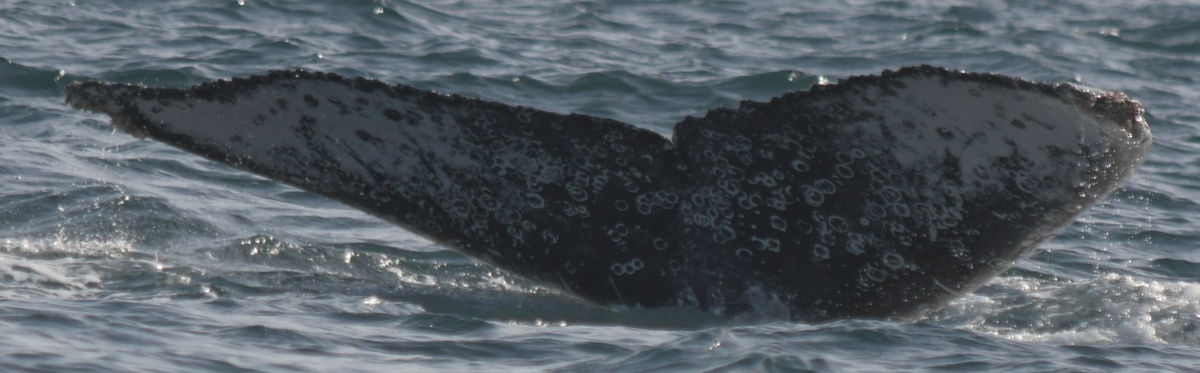 Fluke of HW-MN0522723