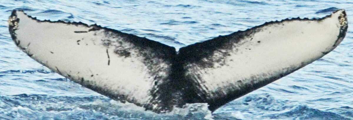 Fluke of Random (Husavik)