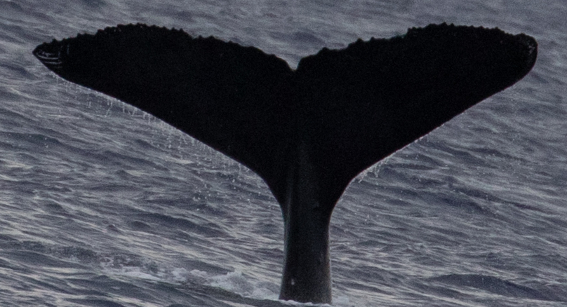 Fluke of HW-MN0443211